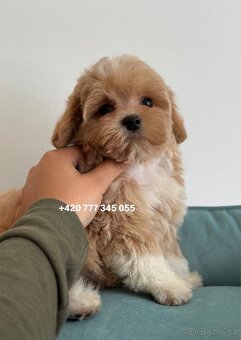 Maltipoo Caramel boy - 6