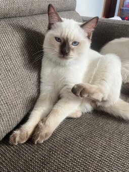 Koťátka Ragdoll bez PP - 6