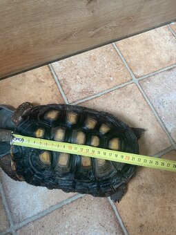Želva Uhlířská samice - 6