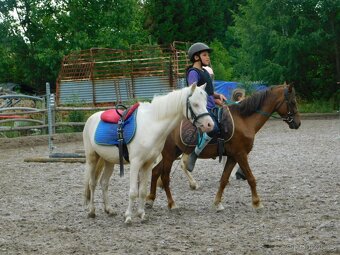 valach pony - 6