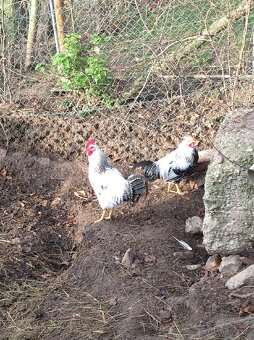 Kohouti různých barev - 6