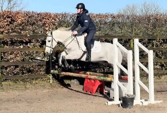 Connemara pony valach 5let - 6