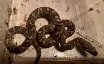 Pantherophis emoryi F3 Texas 0,4 - 6