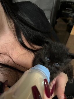 Daruji rozkošné koťátko - 6
