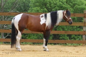 valach APH american paint horse 2 roky PH - 6