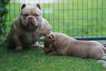 American Bully - 6
