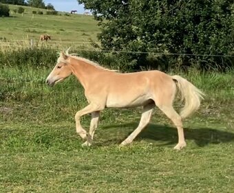 hafling valášek 2,5 roku - 6