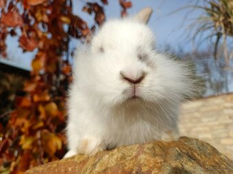 Zakrslý králíček - 6