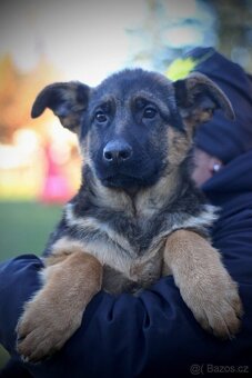 Německý ovčák s PP - 6