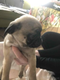 Štěňata Mops - 6