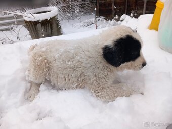 Středoasijský pastevecký pes - 6