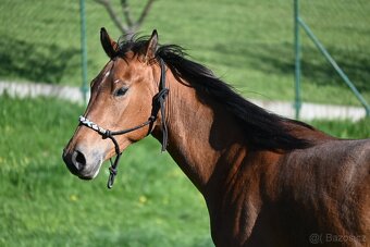 Paint horse valášek - 6