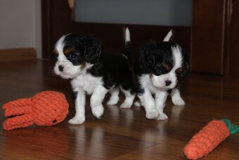 Szczeniaki pieski Cavalier King Charles Spaniel ZKwP FCI - 6