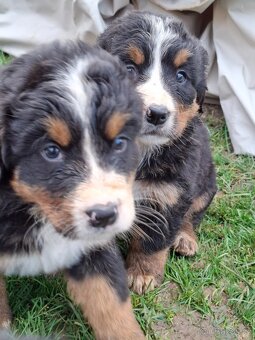 Bernský salašnícky pes šteniatka - 6