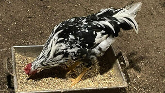 Kohouti vlaška exchequer - 6