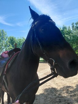 Hucul 10r.na predaj - 6