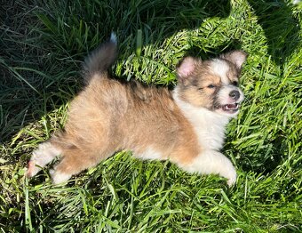 Štěňátka Sheltie/Šeltie bez PP - 6
