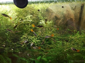 xiphophorus variatus La Laguna - 6