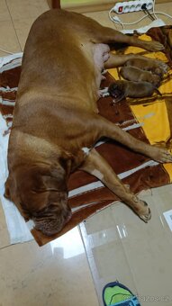 Bordeauxská doga, Dogue de Bordeaux, štěňata - 6