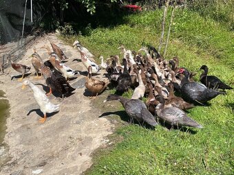 PRODÁM MLADÉ INDICKÉ BEŽCE KRÁSNÝCH BAREV - 6