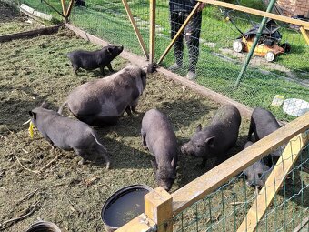 Gottingenské prase, mini prasatko - 6