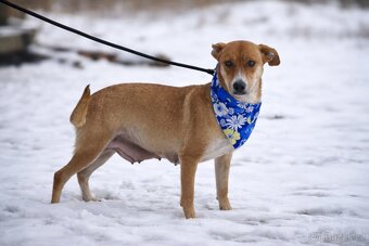 Reica hledá domov - 6