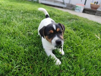 Jack Russell teriér , Jrt - 6