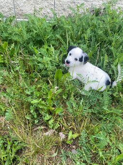 Jorkšírský teriér x Jack Russel bez pp - 6
