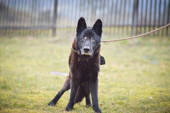 Rex - x Německý ovčák, akutní adopce, 12 let - 6