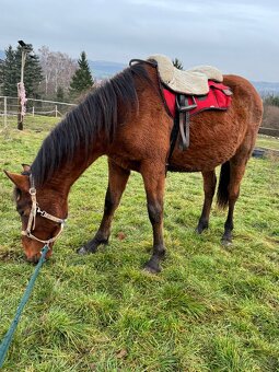 WPBR mohutný velký hřebeček - 6