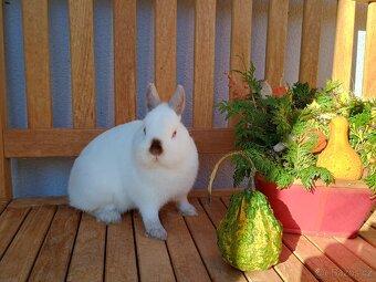 Zakrslá samička mazlíček siam - 6