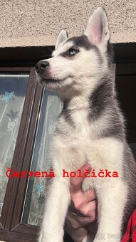 Prodám štěňátka - 6
