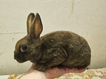 Zakrslý králíček - 6