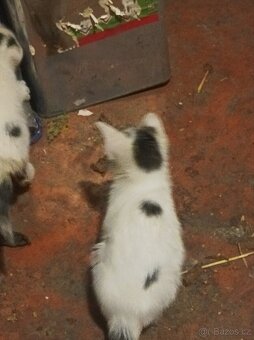 Darují 4 odběr hned zvyklé i na psi - 6