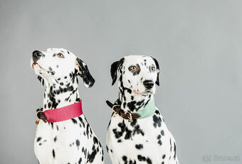 Kentucky - Obojek XL + vodítko - olive green - 6