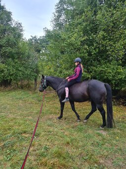 Připouštění QH hřebcem - 6