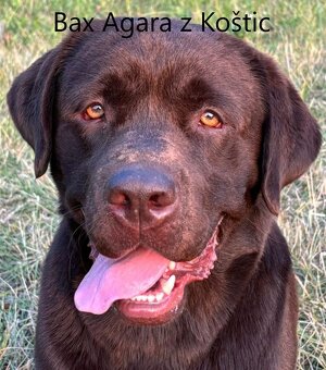 Labradorský retrívr - 6