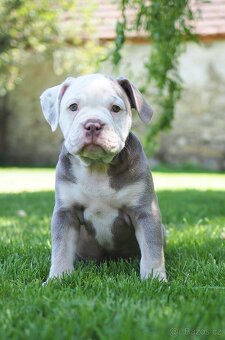 Staroanglický buldok/Old English Bulldog (OEB) - 6