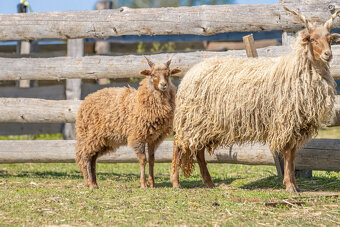 Jehňata ovce cápové/hortobágy racka - 6