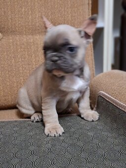 Francouzský buldoček modrý - 6