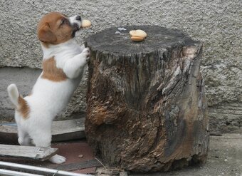 Jack russel terier s PP - 6