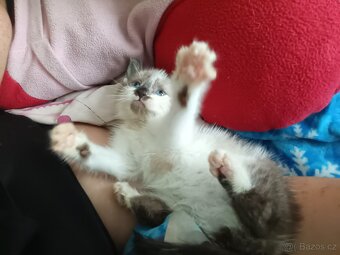 Ragdoll - 6