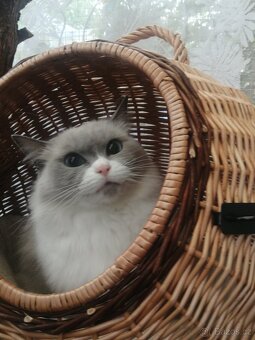 Ragdoll - 6