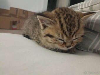 Koťátka Skotská klapouchá - 6