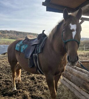 Valach QH x Chladas - 6