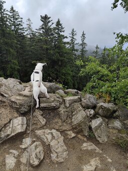 Jack Russell teriér - 6