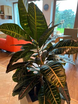 Dva vzrostlé krotony v samozavlažovacích květináčích Lechuza - 6