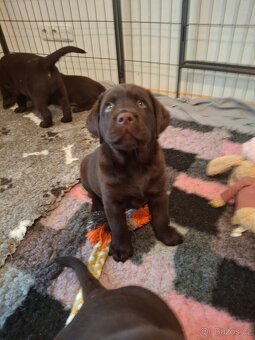Čokoládový labrador s PP - 6