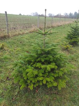 Vánoční stromky - jedle kavkazská - Nordmann - 6