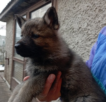 Německý ovčák štěnata s PP - 6